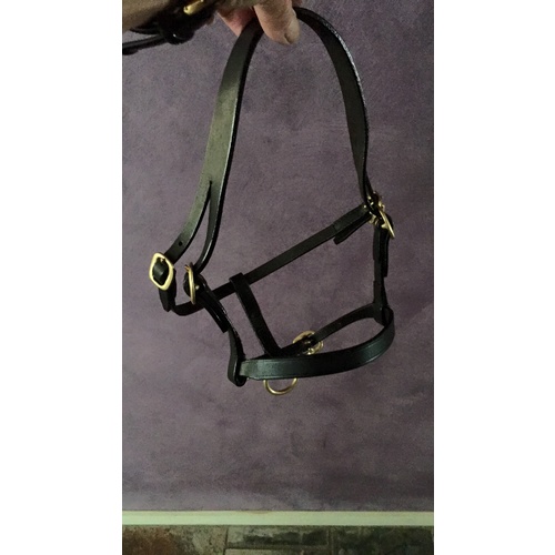 Leather Show Halters [Colour: Black] [Fittings: Brass]